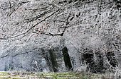 Frosted forest edge in winter, Allenjoie, Doubs, France