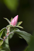 Beginning of flowering, Quince (Cydonia oblonga), garden, Plancher-Bas, Haute Saone, France
