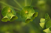 Wood spurge (Euphorbia amygdaloides), garden, Belfort, Territoire de Belfort, France