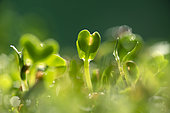 Germination, seeds, broccoli, sprouting container, windowsill, kitchen,house, Belfort, Territoire de Belfort, France
