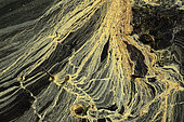 Pollen on the water surface, bank, willow, Malsaucy pond, Sermamagny, Territoire de Belfort, France