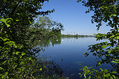 Rohrschollen Island National Nature Reserve, the Old Rhine, Strasbourg, Bas-Rhin, France