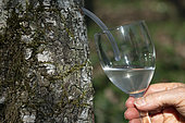 Pipe, glass, trunk, harvesting the sap, birch trunk (Betula), forest, Haute Saone, France