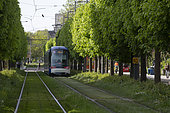 Tramway, green grass-covered rails, trees, Esplanade, university district, Strasbourg, France