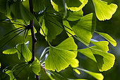 Foliage in spring, Ginkgo biloba, offered by the Emperor of Japan to William II around 1880, Place de la Republique, Strasbourg, Bas-Rhin, France