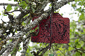 Xyleborus disparstuck, alcohol trap, apple tree branch (Malus domestica), orchard, Plancher-Bas, Haute Saone, France