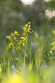 Yellow Bee Orchids (Ophrys lutea), Bouches-du-Rhone, France