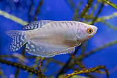 Three spot gourami (Trichopodus trichopterus) Platinum in aquarium