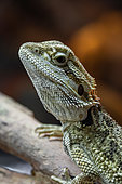 Portrait of a Central Bearded Dragon (Pogona vitticeps) in its terrarium