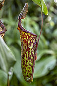 Pitcher Plant (Nepenthes sp.) trap