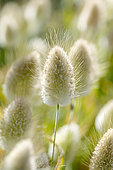 Hare's tail (Lagurus ovatus), Bouches-du-Rhone, France