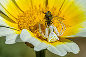Crab spider (Thomisus onustus) female with fly prey on Crowned daisy (Chrysanthemum coronarium), Bouches-du-Rhone, France