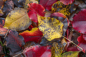 Callery pear (Bradford pear) 'Bradford' fallen leaves in december