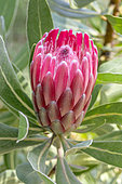 Fleur de Protée 'Pink Ice'