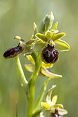 Ophrys virescens, Bouches-du-Rhone, France