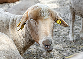 Portrait of a recently shorn Mourerous sheep, Bouches-du-Rhone, France