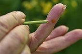 Celandine, Chelidonium majus, stem, application of latex to a wart, garden, Belfort, Territoire de Belfort, France