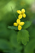 Celandine (Chelidonium majus), flowers, garden, Belfort, Territoire de Belfort, France