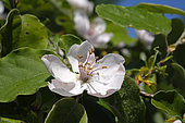 Flowering, Quince (Cydonia oblonga), garden, Plancher-Bas, Haute Saone, France