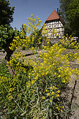 Dyer's woad 'Isatis tinctoria), half-timbered house, Ecomuseum of Alsace, Ungersheim, Haut Rhin, France