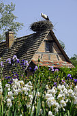 Iris in bloom in garden, stork in nest, half-timbered house, Ecomuseum of Alsace, Ungersheim, Haut Rhin, France