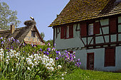 Iris in bloom in garden, stork in nest, half-timbered house, Ecomuseum of Alsace, Ungersheim, Haut Rhin, France