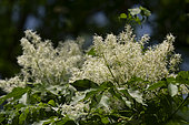 Flowering ash (Fraxinus ornus), flowering, Ecomuseum of Alsace, Ungersheim, Haut Rhin, France