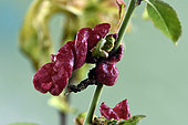 Foliage, peach leaf curl, Vine peach (Prunus persica), garden, Plancher-Bas, Haute Saone, France