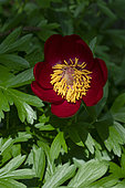 Pivoine officinale (Paeonia officinalis), Botanical Garden, Strasbourg, Bas-Rhin, France