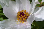 Osti peony (Paeonia osti), Botanical Garden, Strasbourg, Bas-Rhin, France