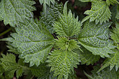 False nettle (Boehmeria spicata), Botanical Garden, Strasbourg, Bas-Rhin, France
