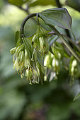 Large-flowered fairy bell (Disporum megalanthum), Botanical Garden, Strasbourg, Bas-Rhin, France