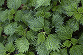 False nettle (Boehmeria spicata), Botanical Garden, Strasbourg, Bas-Rhin, France