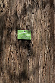Label on trunk on nald Cypress (Taxodium distichum), Botanical Garden, Strasbourg, Bas-Rhin, France