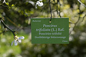Hardy orange (Poncirus trifoliata), panel and flower, Botanical Garden, Strasbourg, Bas-Rhin, France