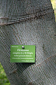 Panel on truk of Chinese parasoltree (Firmiana simplex), Botanical Garden, Strasbourg, Bas-Rhin, France