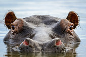 Common hippopotamus or hippo (Hippopotamus amphibius). Eastern Shores. iSimangaliso Wetland Park. KwaZulu Natal. South Africa