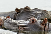 Common hippopotamus or hippo (Hippopotamus amphibius). Eastern Shores. iSimangaliso Wetland Park. KwaZulu Natal. South Africa