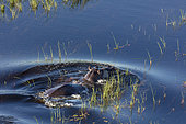 Aerial view of Common hippopotamus or hippo (Hippopotamus amphibius). Okavango Delta. Botswana