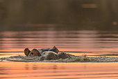 Common hippopotamus (Hippopotamus amphibius), or hippo. South Africa
