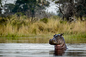 Common hippopotamus or hippo (Hippopotamus amphibius). Okavango Delta. Botswana