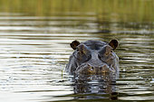 Common hippopotamus or hippo (Hippopotamus amphibius). Okavango Delta. Botswana