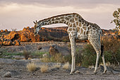 South African giraffe or Cape giraffe (Giraffa giraffa) at Augrabies Falls National Park, Northern Cape. South Africa.
