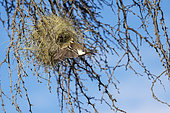 White-browed sparrow-weaver (Plocepasser mahali) flying into its nest in a camel thorn tree or giraffe thorn (Vachellia erioloba). Kgalagadi Transfrontier Park, Northern Cape. South Africa.