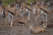 Springbok or springbuck (Antidorcas marsupialis) in a rainstorm. Kgalagadi Transfrontier Park, Northern Cape. South Africa.