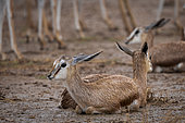 Springbok or springbuck (Antidorcas marsupialis) in a rainstorm. Kgalagadi Transfrontier Park, Northern Cape. South Africa.