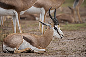 Springbok or springbuck (Antidorcas marsupialis) in a rainstorm. Kgalagadi Transfrontier Park, Northern Cape. South Africa.