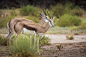 Springbok or springbuck (Antidorcas marsupialis) in a rainstorm. Kgalagadi Transfrontier Park, Northern Cape. South Africa.