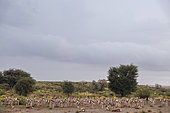 Springbok or springbuck (Antidorcas marsupialis) herd and camel thorn trees in a rainstorm. Kgalagadi Transfrontier Park, Northern Cape. South Africa.