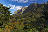 Lion's tail or wild dagga (Leonotis leonurus ) plants flowering in Harold Porter National Botanic Garden with the magnificent Kogelberg Mountains in the background. Betty's (Bettys) Bay. Whale Coast. Overberg. Western Cape. South Africa.